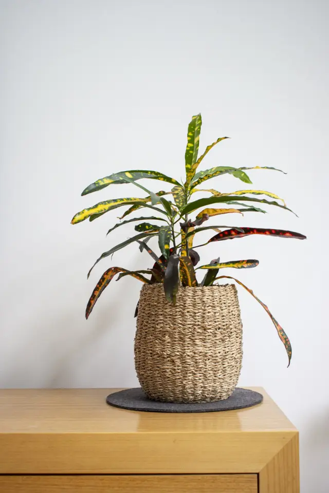 Coco peat supplier 2